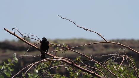 Mirlo-De-Ala-Roja-Mira-Los-Alrededores-Desde-La-Percha-En-La-Rama-De-Un-árbol