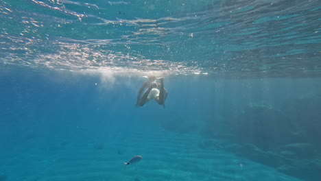 Pasión-Por-El-Buceo