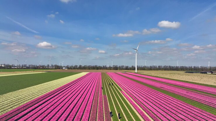 Fila di tulipani rosa e una turbina eolica in Flevoland, Paesi Bassi, vista aerea