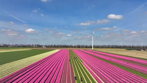 row of pink tulips and a wind turbine in flevoland the netherlands, aerial view