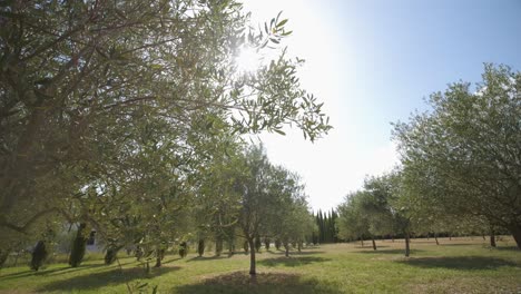 rotating plane in an olive grove in the south of france