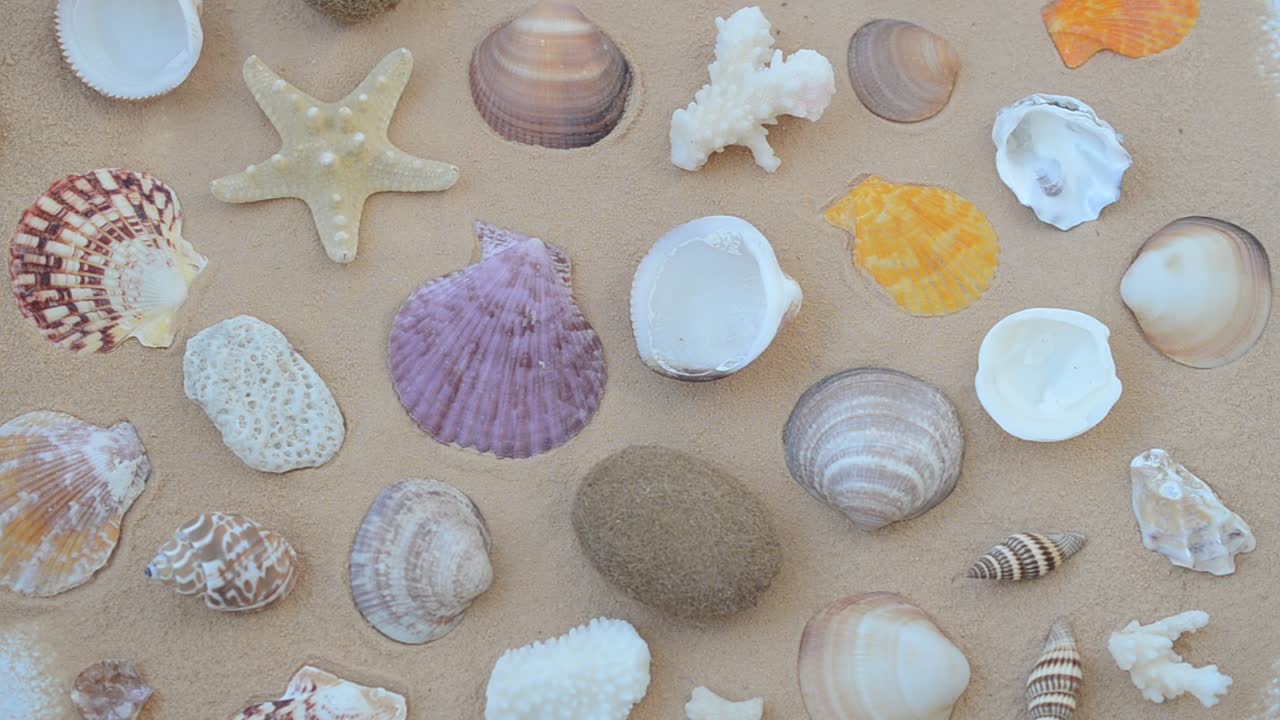 Cockleshells on sand. Shooting with conducting