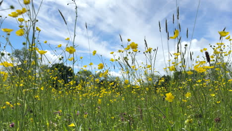 Una-Brisa-Fresca-Que-Sopla-Las-Bonitas-Flores-Silvestres-Amarillas-Del-Ranúnculo-Que-Crecen-En-Un-Prado-Junto-Con-Dientes-De-León-Gigantes-Y-Pastos-Altos-En-Un-Día-Soleado-De-Verano,-Worcestershire,-Inglaterra