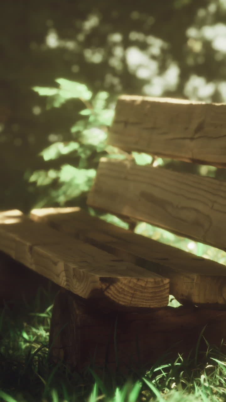 Wooden bench surrounded by lush greenery in a tranquil park setting