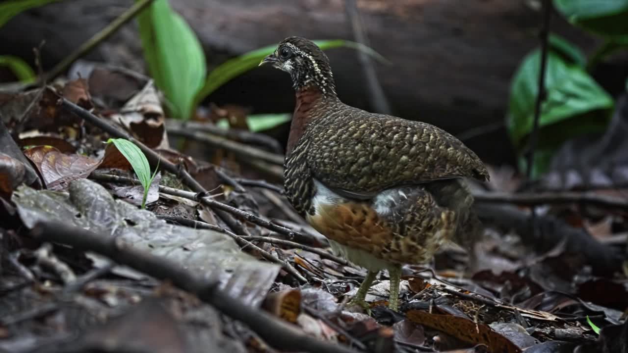 Sabah Partridge Bird On Tropical Lowland Rainforest In Sabah, Malaysia. Close-up Shot