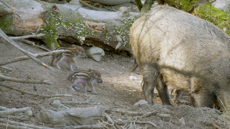 group of cute baby boars fighting each other outdoors on field beside adult pig - close up shot