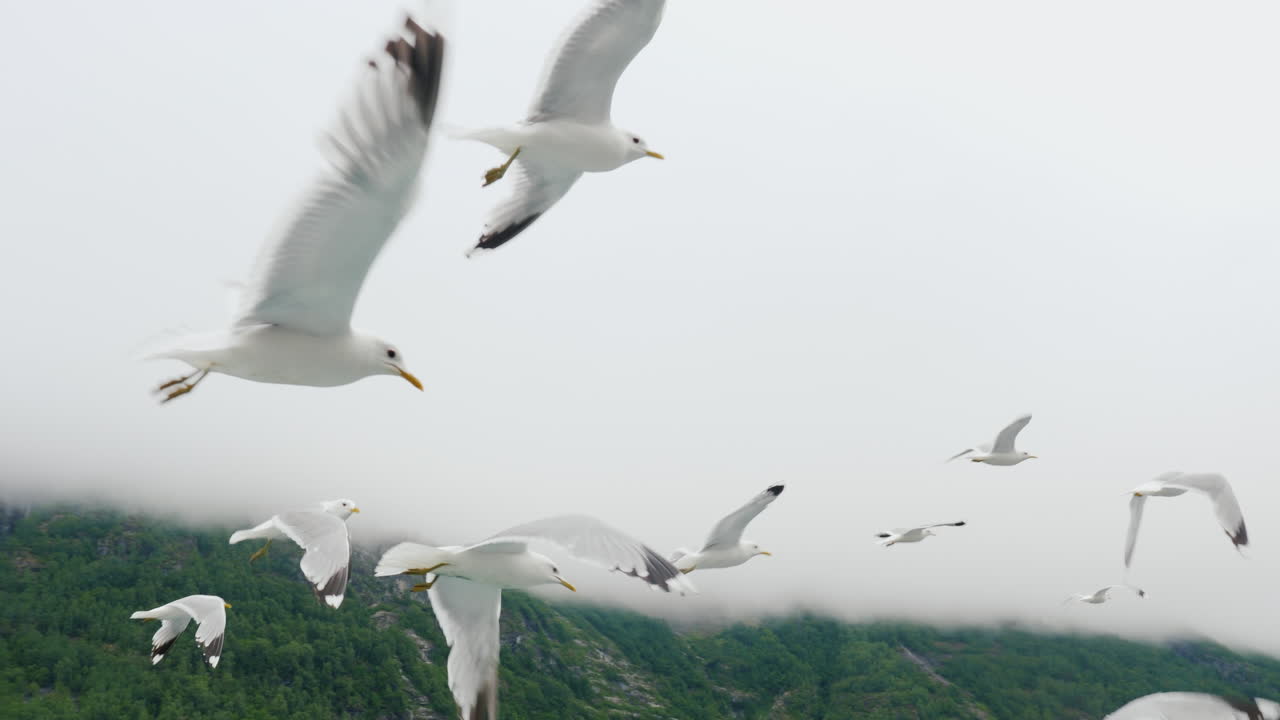 그림 같은 산과 피요르드를 배경으로 날아가는 갈매기 떼