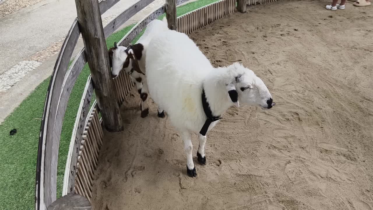 ovejas y cabras en un corral de granja