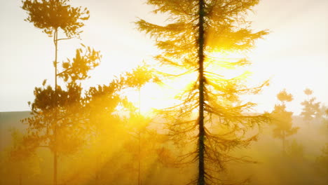 amanecer o atardecer en un bosque de niebla
