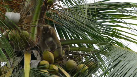 el macaco mono