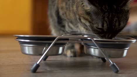 a female cat coming up to the dish and staring to eat dry food from metal dish. man's hand giving metal dish with food and water. shot in 4k