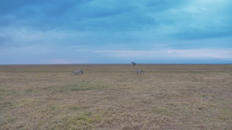 view-over-the-african-savannah-under-a-blue-sky-with-some-zebras-walking-in-the-background