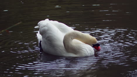 floating elegant mute swans in a pond at boscawen park in truro, england