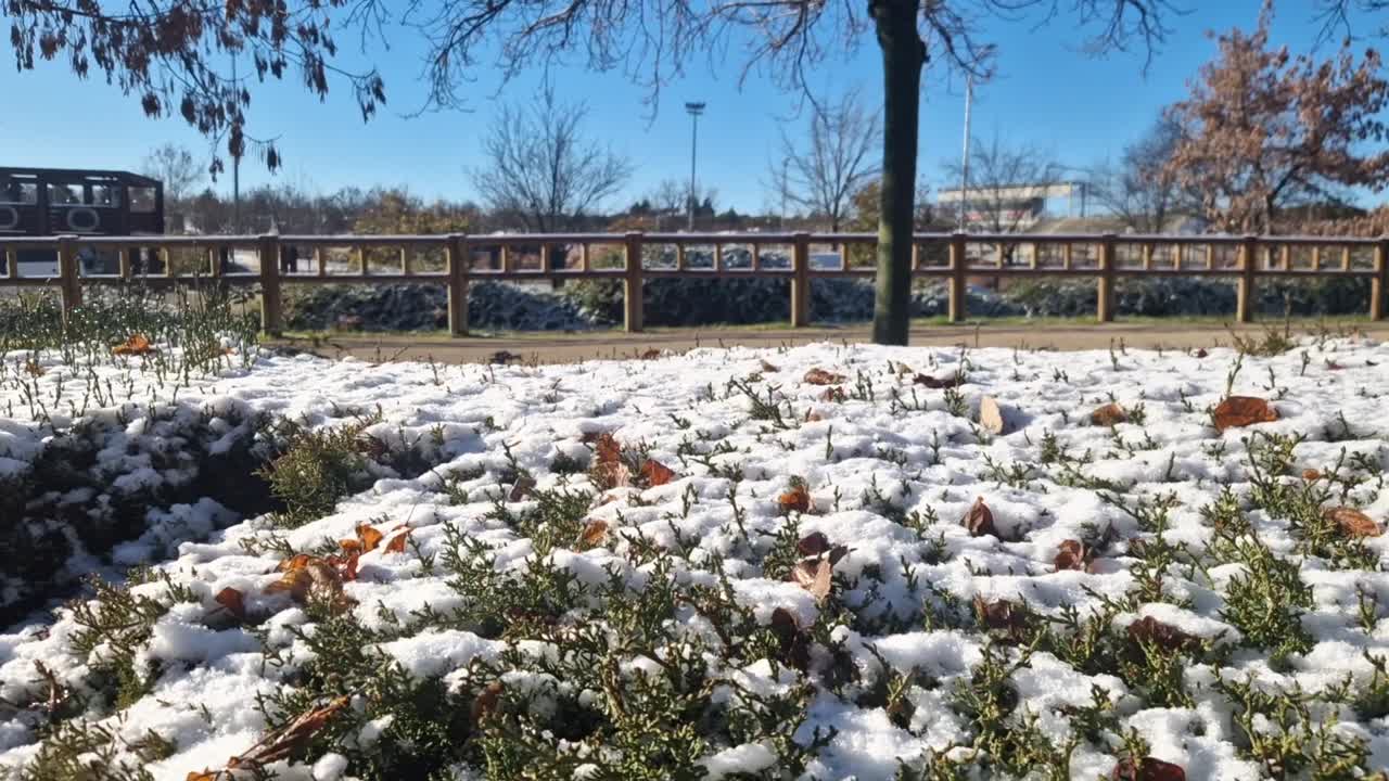 La luce del sole scioglie la neve dai cespugli verdi e dalle foglie cadute in un parco cittadino in un giorno d'inverno