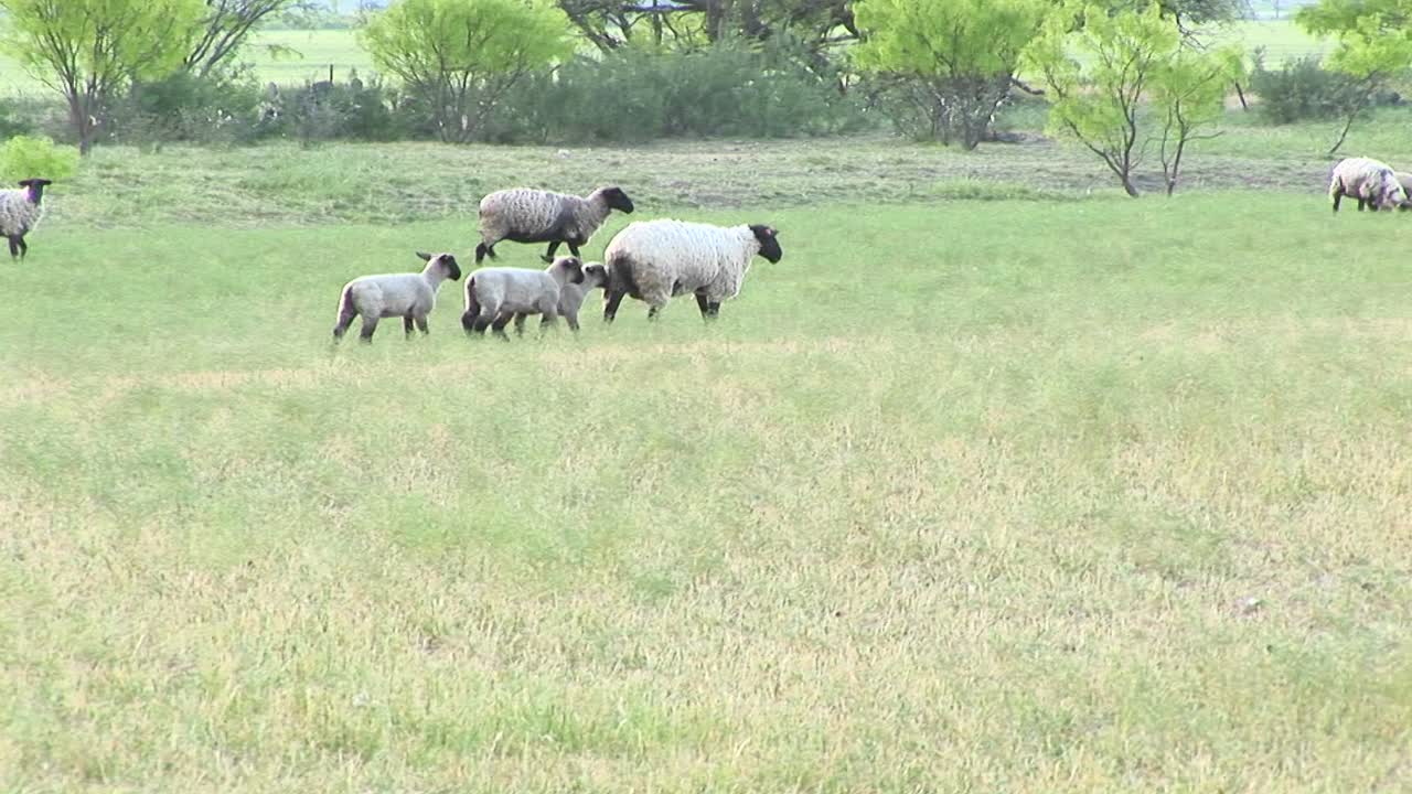 암양 한 마리와 양 세 마리가 들판을 가로질러 걷고 있는 다음 장면
