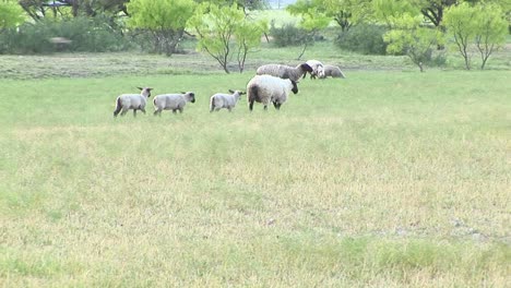 following shot of an ewe and three lambs walking across a field
