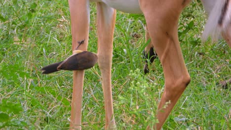 bird standing the the antelope's leg and fllying to the other one while he goes down to eat in the grass in the kruger national park