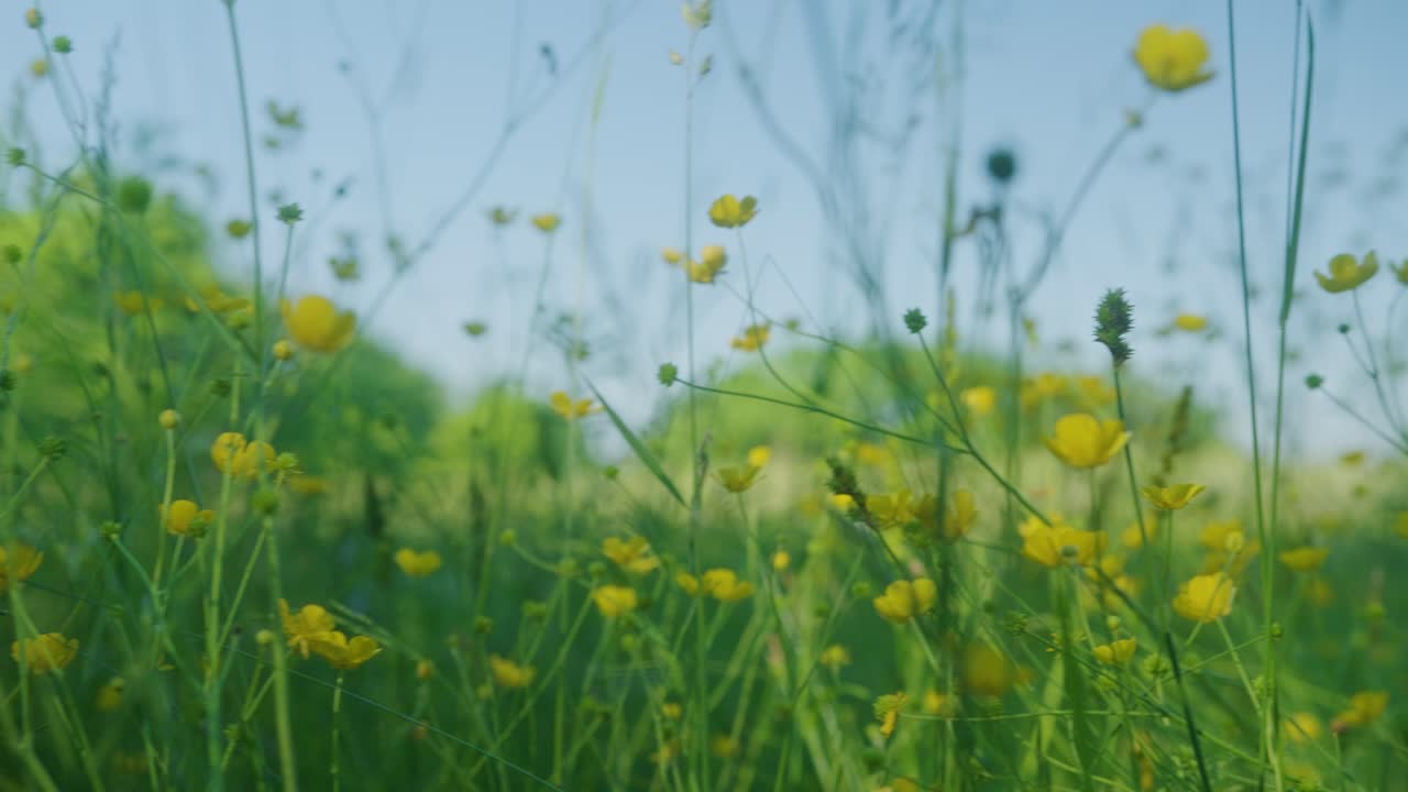 cámara panorámica a través de flores amarillas en un prado durante las horas de la mañana de verano en el valle de hudson del norte del estado de nueva york