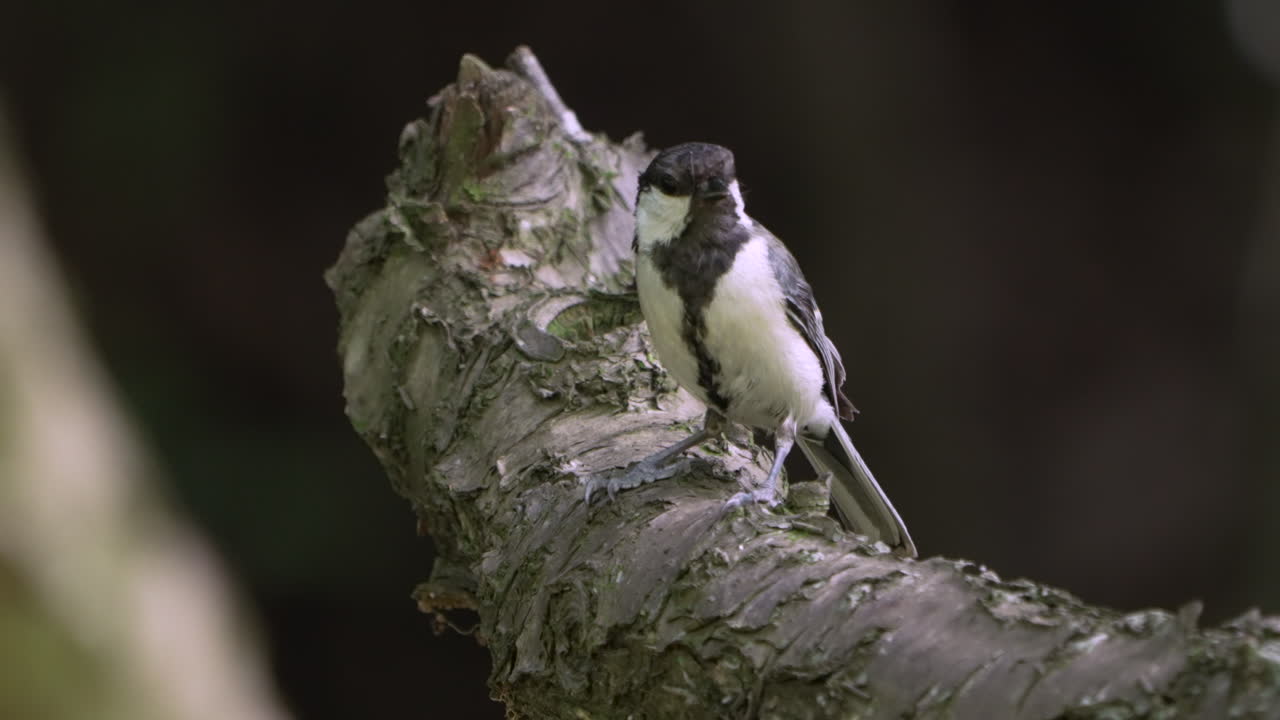gran pájaro tit posado en un árbol áspero y volar en verano