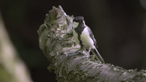 great tit bird perching on rough tree and fly away at summer