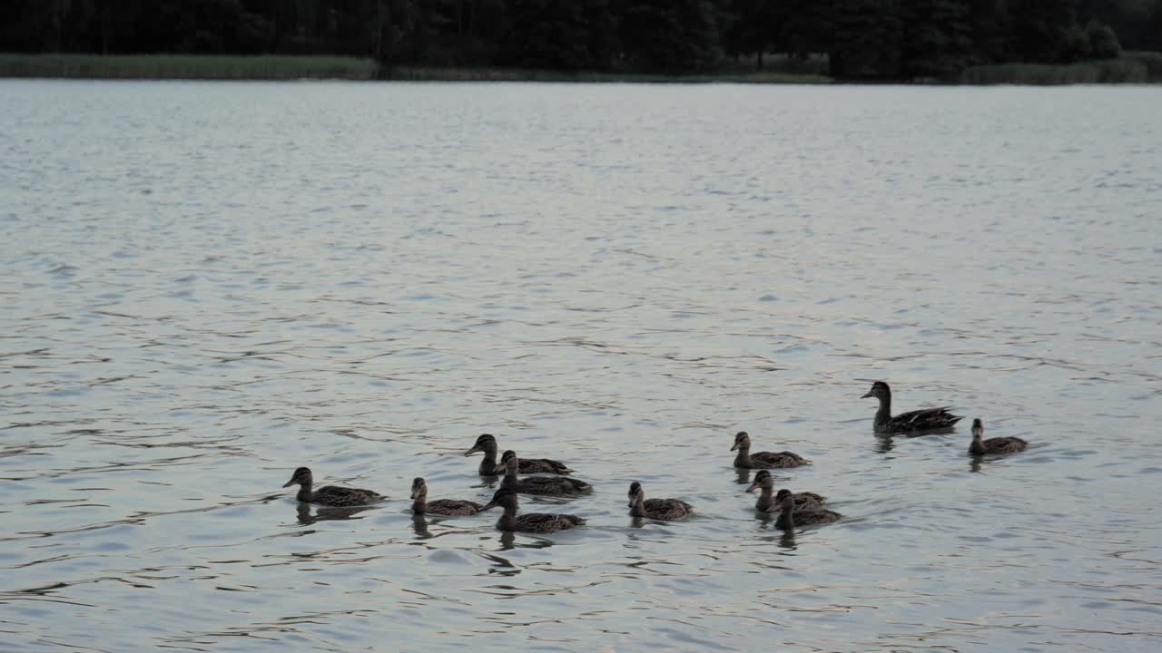 Wild Ducks Swimming At Beautiful Lake In Wdzydze Landscape Park, Poland - Medium Shot