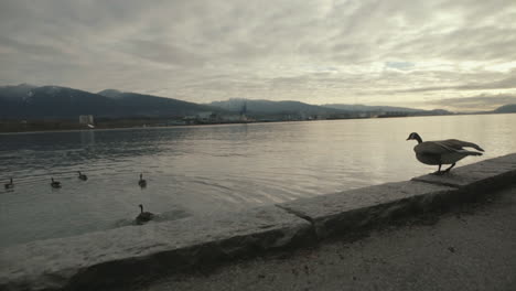 Canadian-goose-flying-into-ocean-from-Stanley-Park-Seawall-trail-in-Vancouver,-Morning,-Slowmotion