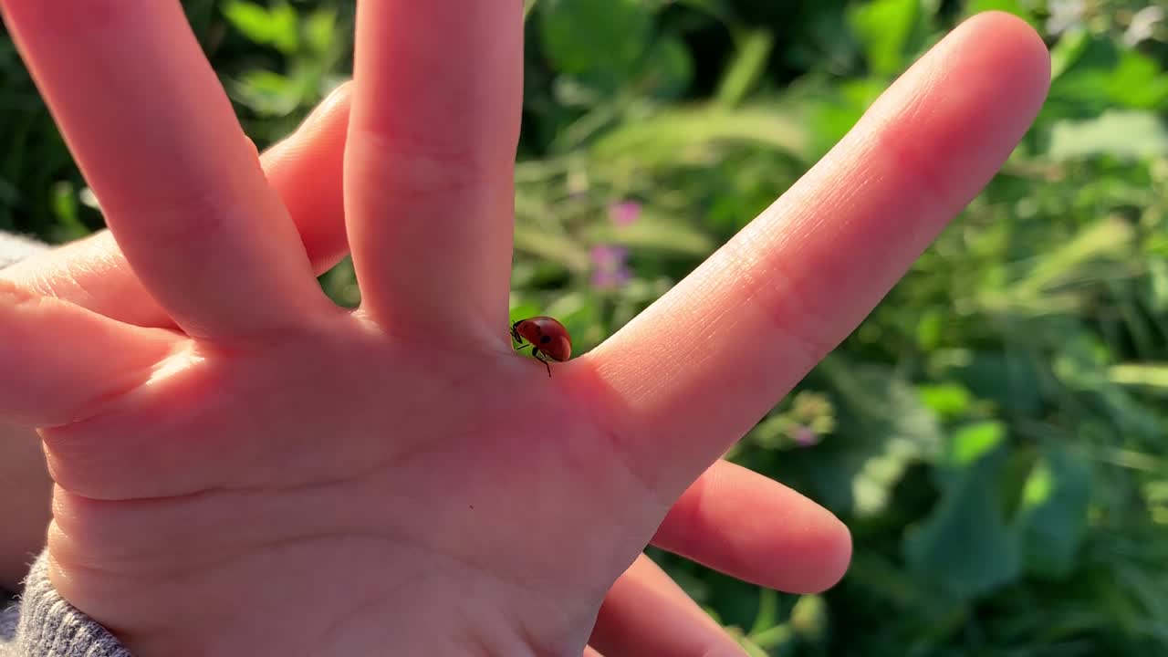 una mariquita roja brillante arrastrándose sobre una mano pequeña en un entorno natural al aire libre
