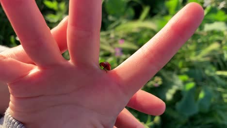 a bright red lady bug crawling on a small hand in an outdoor nature environment