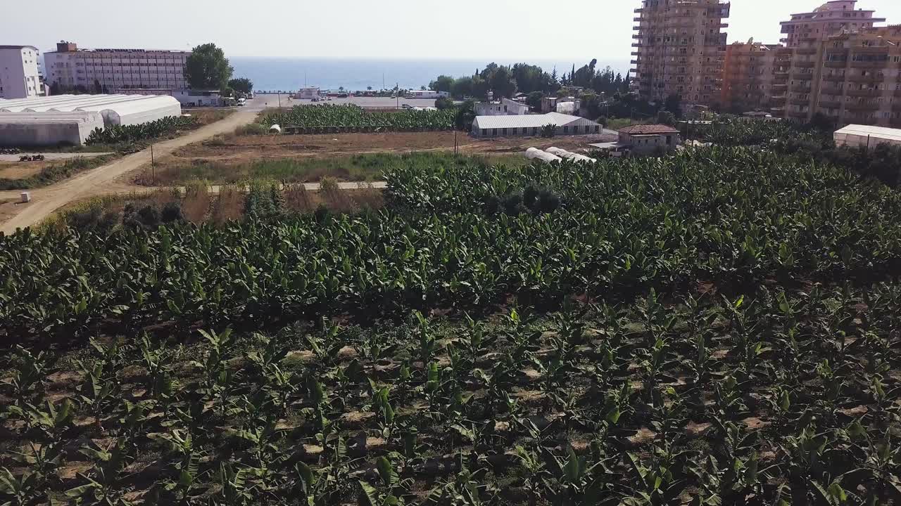 해안 전망과 건물을 가진 바나나 플랜테이션