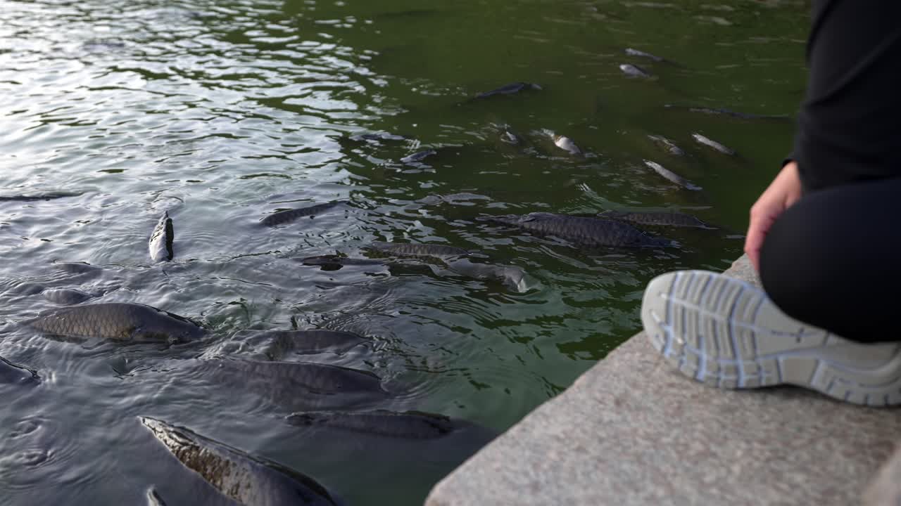 Slow motion of carps swimming in the moat of Rosenborg Castle, Copenhagen, Denmark