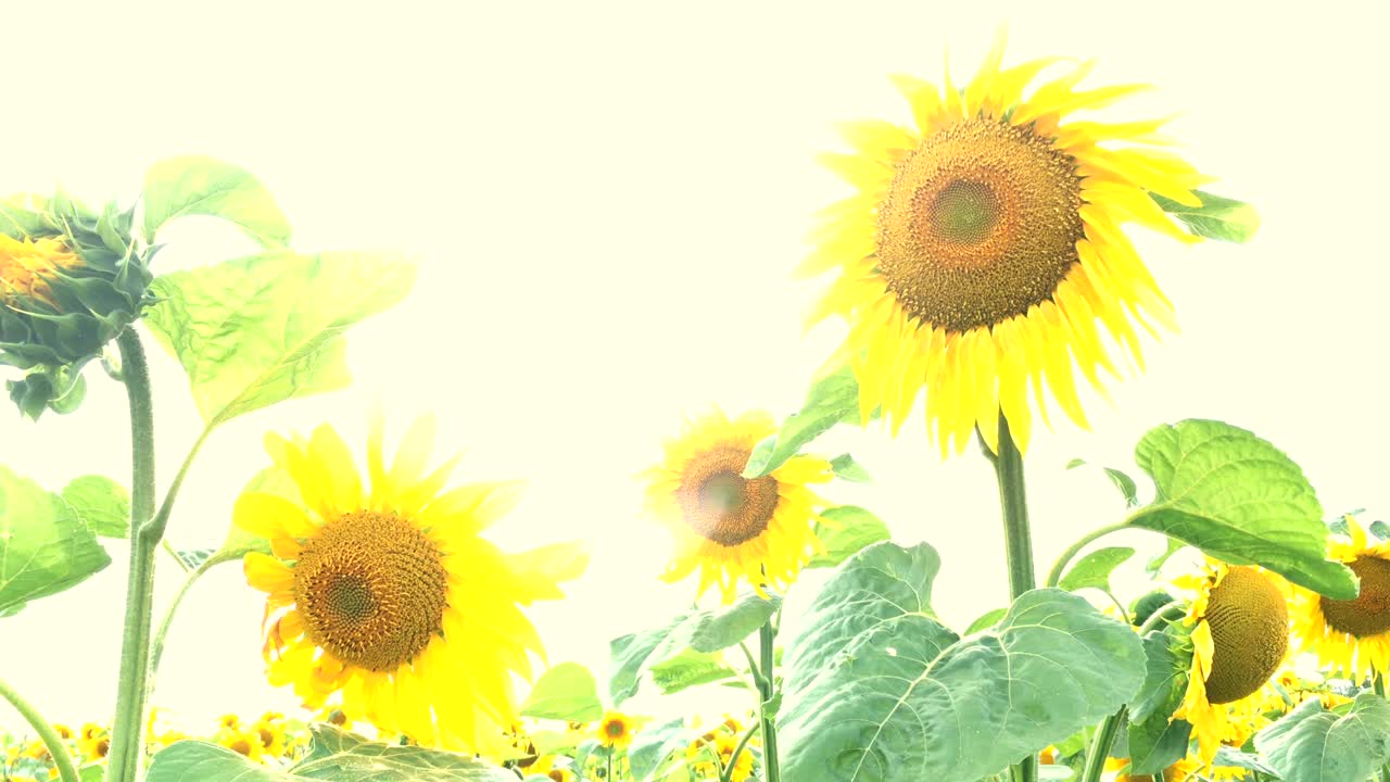 밝은 빛의 여름날에 꽃이 피는 해바라기 들판과 밝은 뒷빛의 태양.