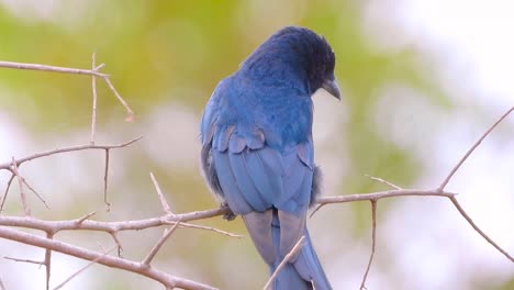 black drongo sitting on tree branch in kruger national park, south africa