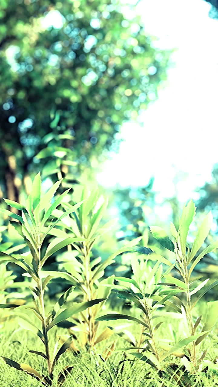 Vibrant greenery thrives under sunlight in a serene natural oasis