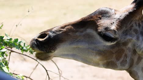 giraffe eating leaves