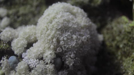 goniopora, a menudo llamado coral maceta, es un género de coral pétreo colonial que se encuentra en el mar rojo es un coral enigmático que ha capturado la fantasía de muchos aficionados a los arrecifes