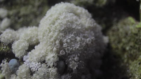 紅海珊瑚 (gonioptera flowerpot coral) 是一種在紅海中發現的殖民性岩石珊瑚,是一種神秘的珊瑚,吸引了許多珊瑚礁愛好者的興趣.