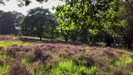 Langsame-Aufnahme-Der-Lila-Blühenden-Heide-Im-Nationalpark-De-Meinweg,-Niederlande---4k60