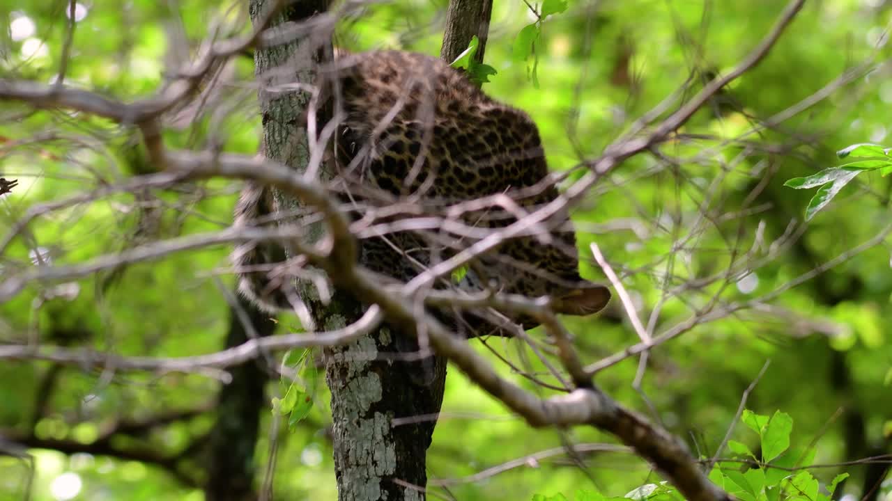 Çinhindi Leoparı savunmasız bir türdür ve Tayland'ın büyük kedilerinden biridir