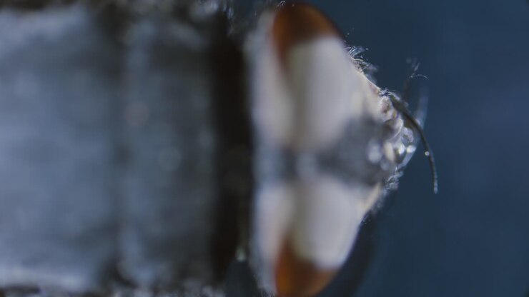 Occhio composto di mosca al microscopio