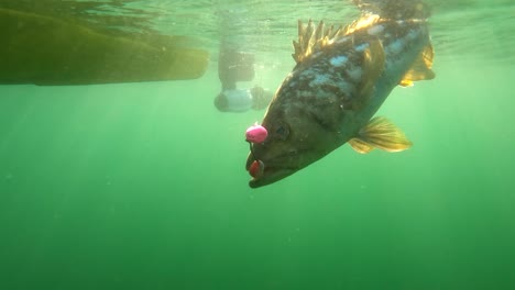 Auf-Einem-Jig-Köder-Gefangener-Kattunbarsch-Kämpft-An-Der-Oberfläche-Darum,-Wegzuschwimmen