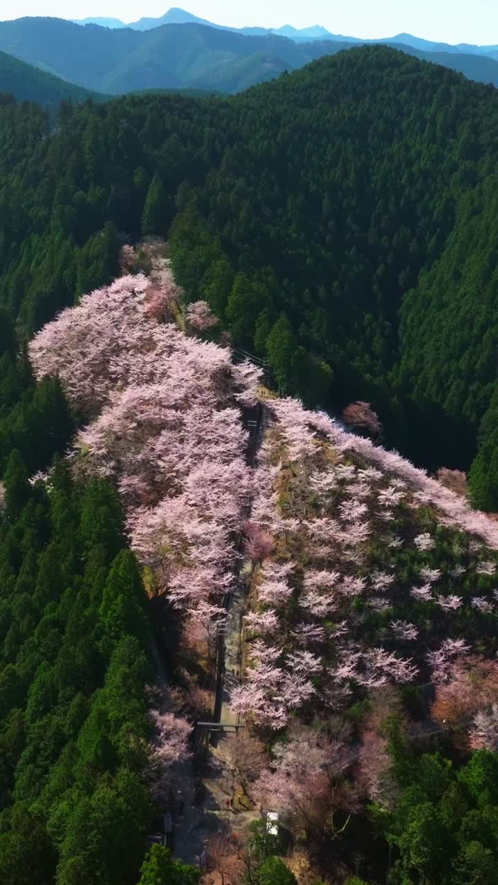 Ripresa aerea verticale in Giappone con fiori di ciliegio rosa in primavera nel paesaggio del Monte Yoshino