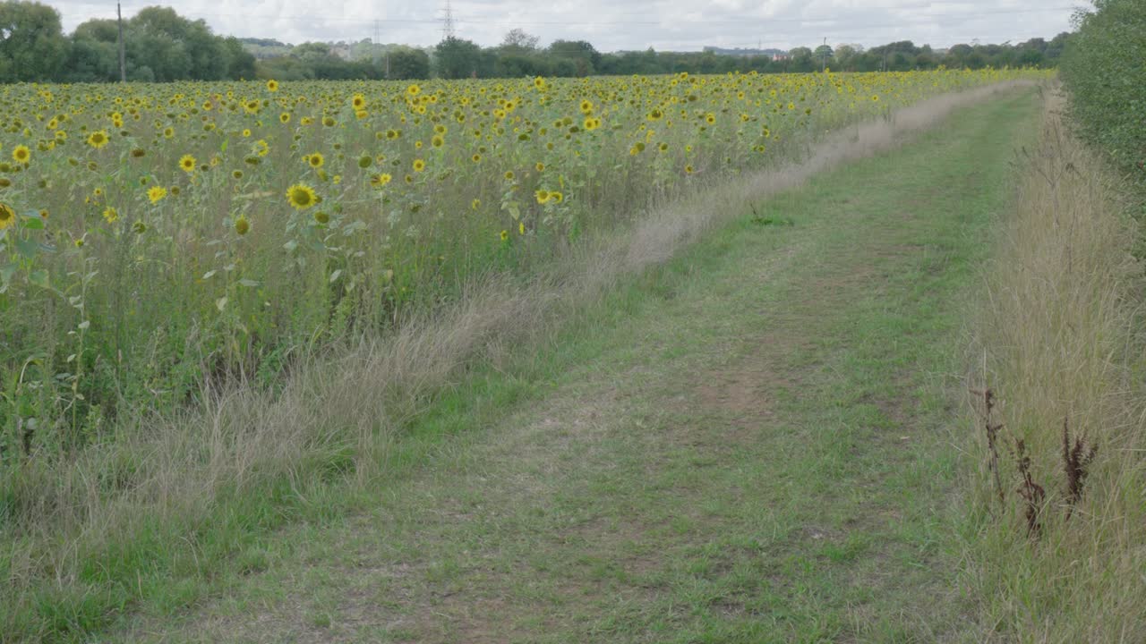Sunflower field with dog near Oakham, Egleton in a vibrant outdoor landscape