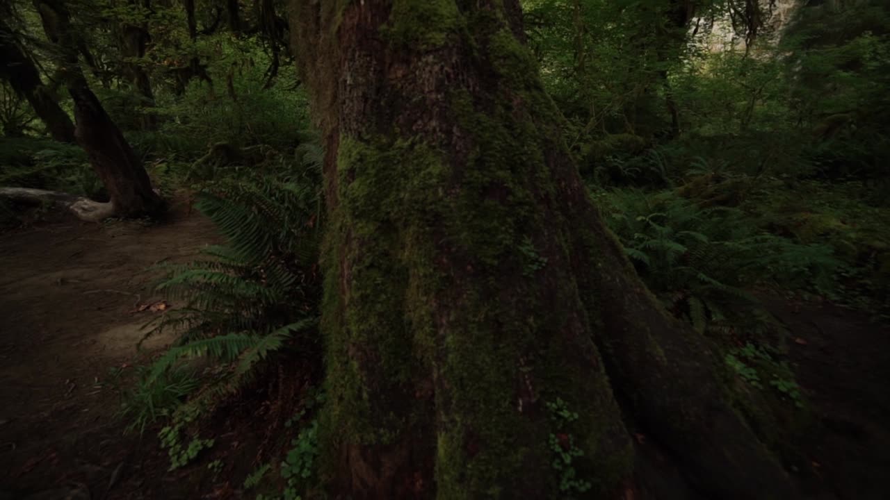 fpv mirando el tronco de un cedro occidental cubierto de musgo moviéndose hacia el dosel del bosque lluvioso, cámara lenta