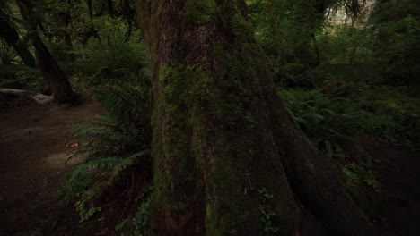 fpv looking at the trunk of a moss covered western cedar tree moving up to the rain forest canopy, slow motion