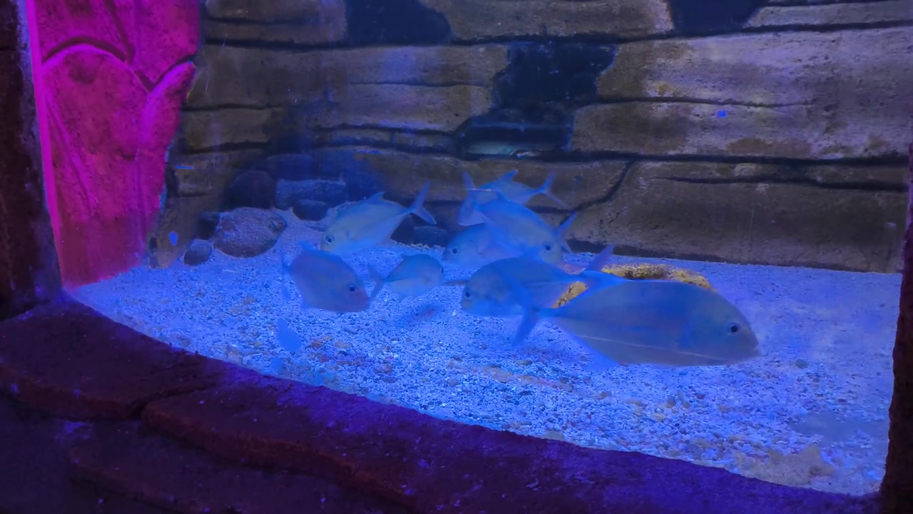 水槽を泳ぐ銀色の魚の群れ