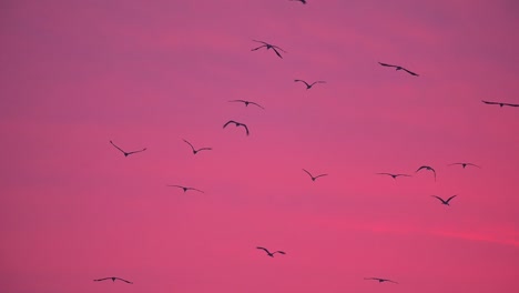 flock of birds flying in sunrise of winter