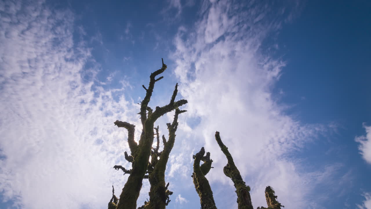 Timelapse of dead tree with branches during a sunny spring day with sun high up in the sky located in Ireland