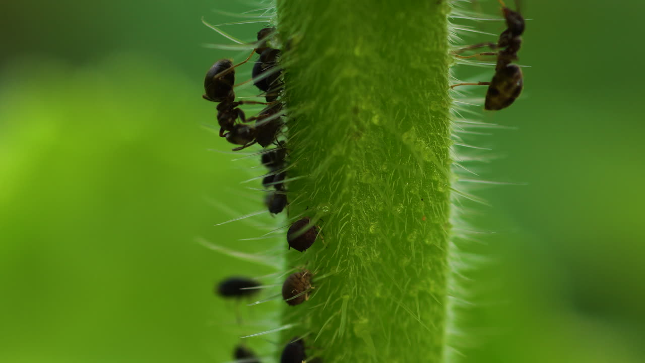 tallo de borraja grueso y peludo infestado de algunos pulgones cultivados por hormigas