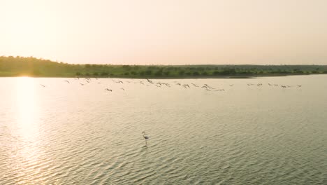 serene flock khur birds gracefully flying over the expansive waters of the great rann of kutch, capturing the tranquil beauty of nature at sunset with a warm, golden glow