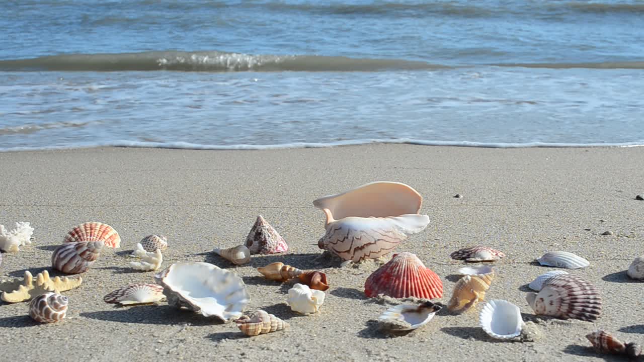 Cockleshells on sand against the background of waves. Shooting on the beach